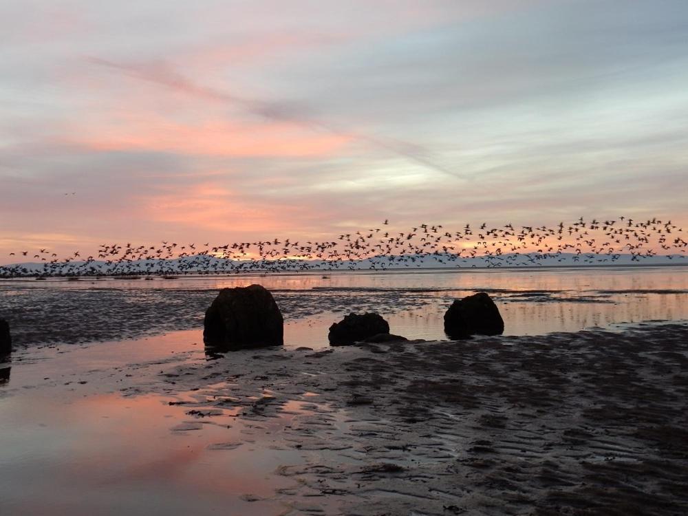 Shelduck Cottage Mainsriddle Exteriör bild