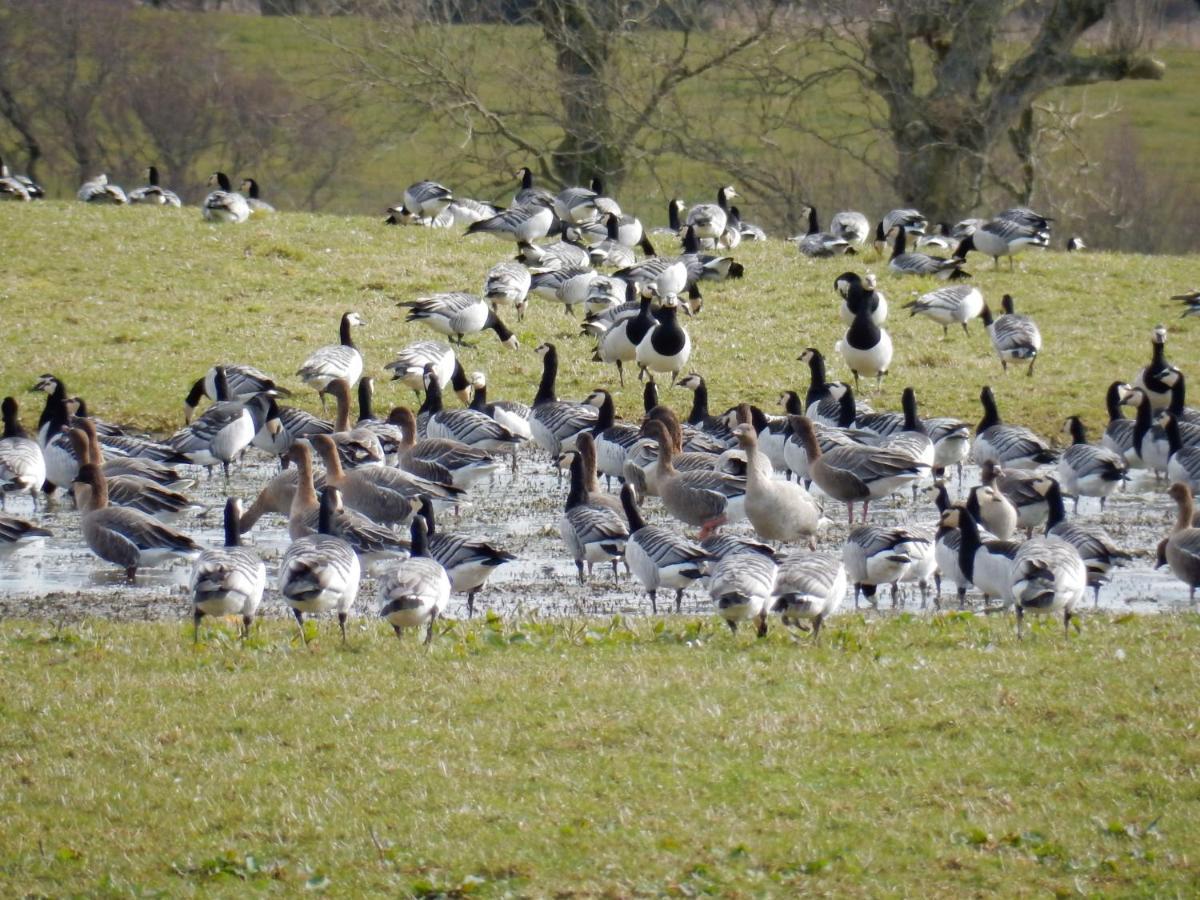 Shelduck Cottage Mainsriddle Exteriör bild